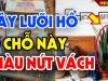 Trồng lưỡi hổ đúng 'Huyệt Vàng' này, gia chủ tha hồ thu lộc: Là chỗ nào?